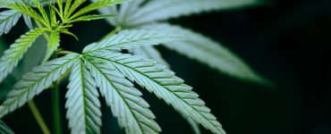extrait-fleurs-cannabis