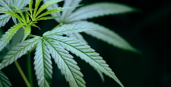 extrait-fleurs-cannabis